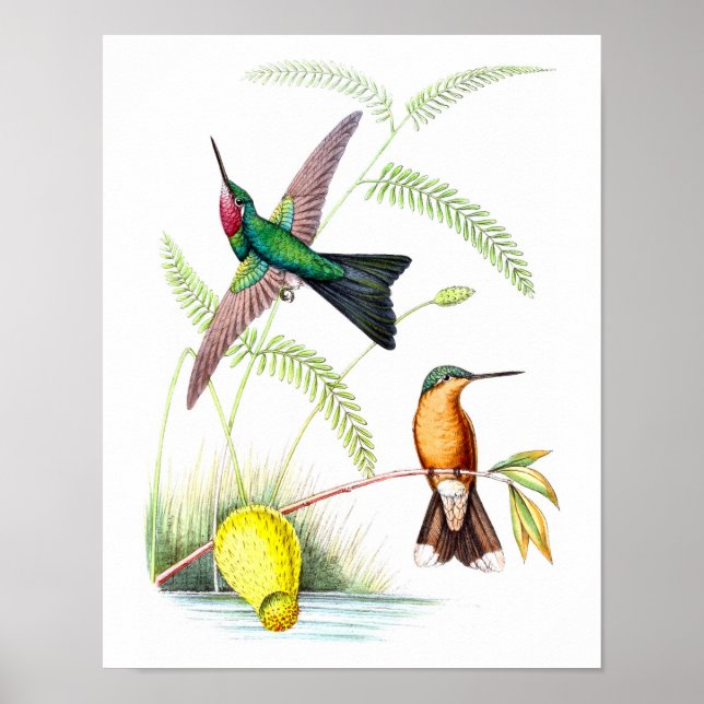 Hummingbird No.5 Antique Natural History Print. Poster (Vorne)