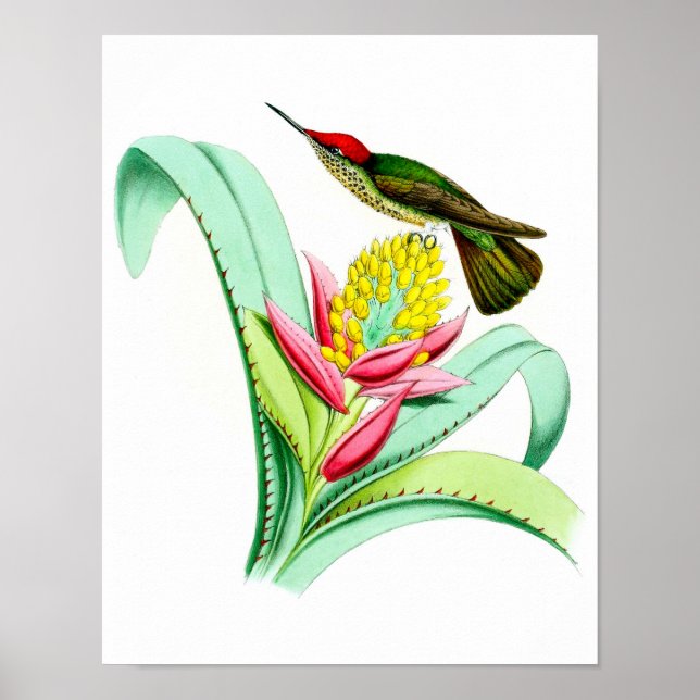 Hummingbird No.7 Antique Vogel Poster Print. (Vorne)