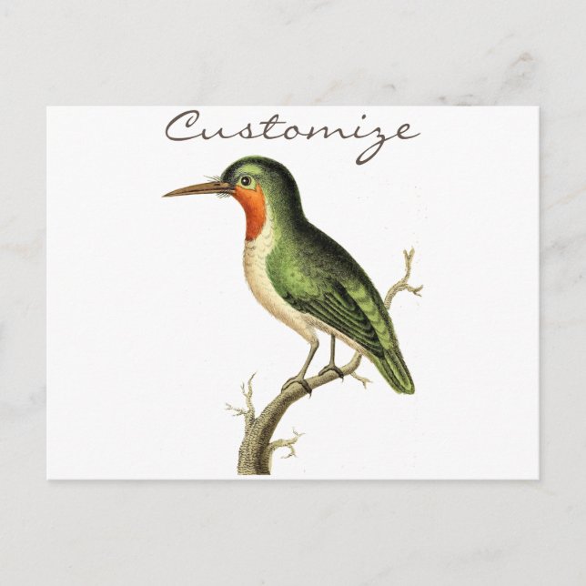 Hummingbird Perched Thunder_Cove Postkarte (Vorderseite)
