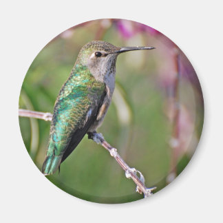 Hummingbird Perle II Magnet
