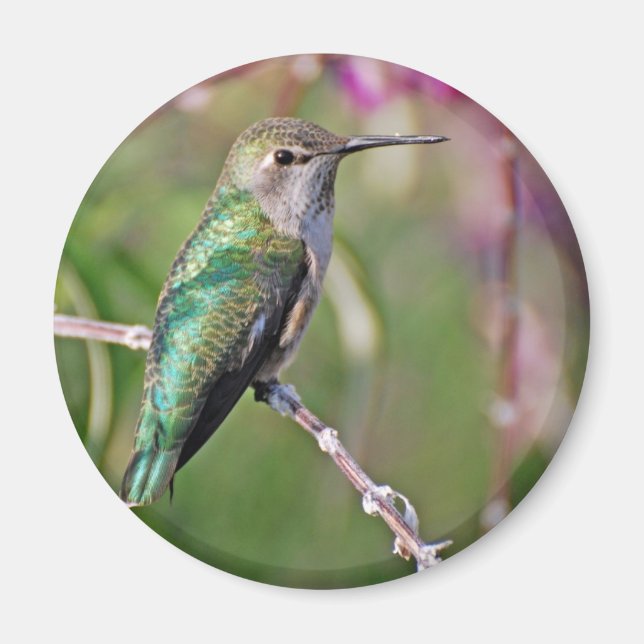Hummingbird Perle II Magnet (Vorne)