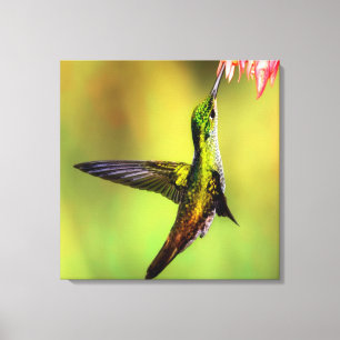 Hummingbird Pink Blume Bird Leinwanddruck