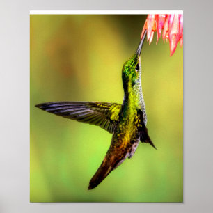 Hummingbird Pink Blume Bird Poster