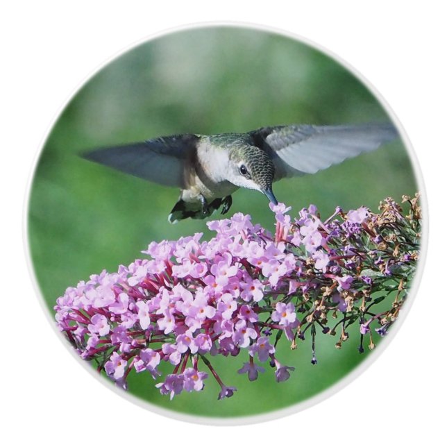 Hummingbird Pink Floral Flight Wildlife Foto Keramikknauf (Vorderseite)