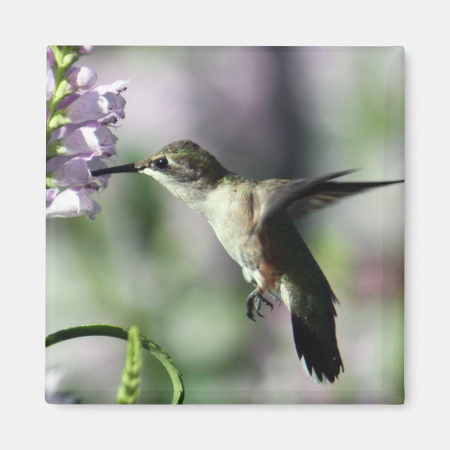Hummingbird Pink Floral Wildlife Foto Magnet (Vorne)