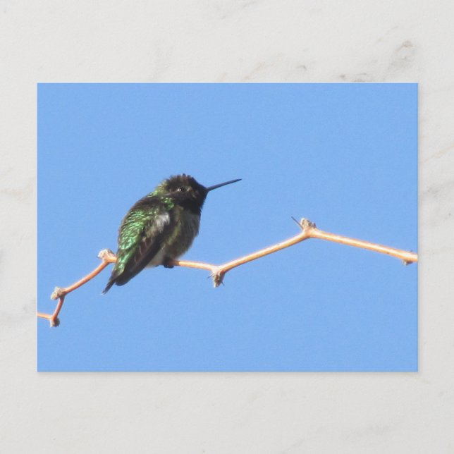 Hummingbird Postcard Postkarte (Vorderseite)
