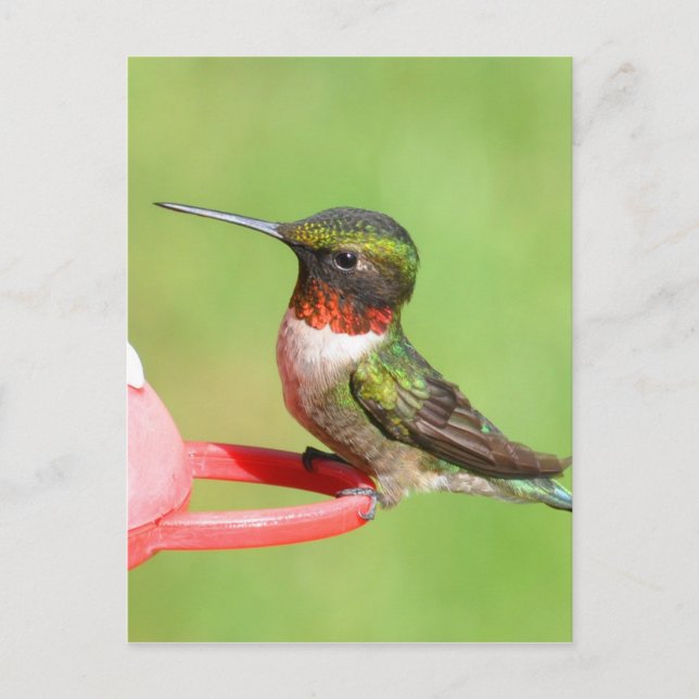 Hummingbird Postcard Postkarte (Vorderseite)