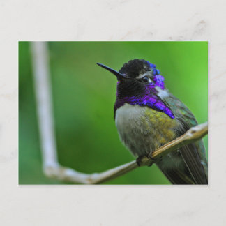 Hummingbird Postcard Postkarte