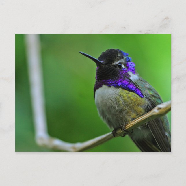 Hummingbird Postcard Postkarte (Vorderseite)