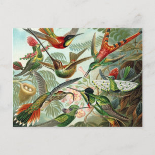 Hummingbird Postcard Postkarte