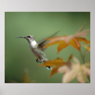 Hummingbird Poster