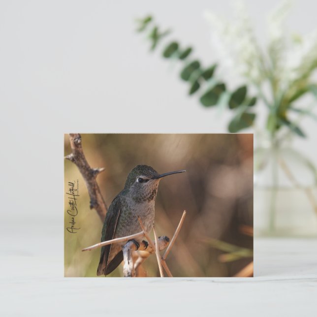 Hummingbird Postkarte (Stehend Vorderseite)