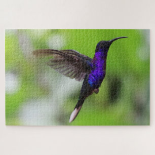 Hummingbird-Rätsel