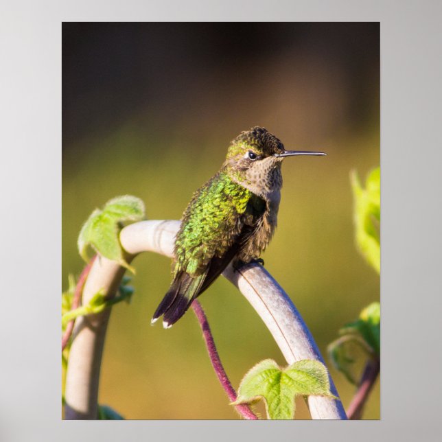 Hummingbird Resting 16 x 20 Poster (Vorne)