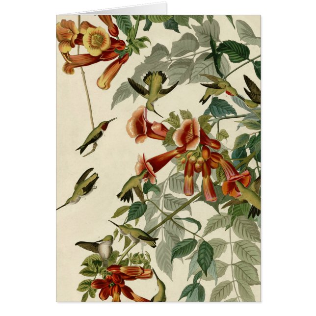 Hummingbird Ruby Throated Audubon (Vorne)
