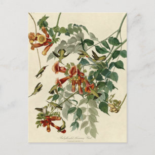 Hummingbird Ruby Throated Audubon Bird Postkarte