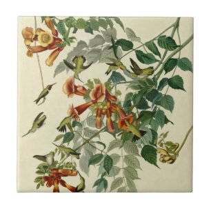 Hummingbird Ruby Throated Audubon Fliese