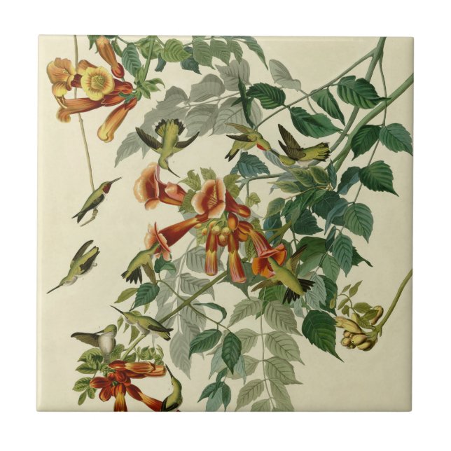 Hummingbird Ruby Throated Audubon Fliese (Vorderseite)