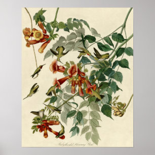 Hummingbird Ruby Throated Audubon Poster
