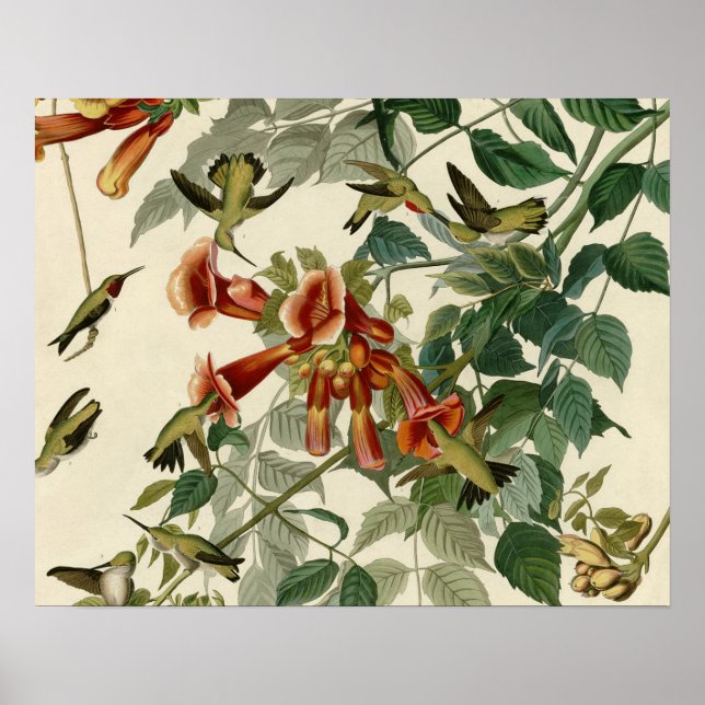 Hummingbird Ruby Throated Audubon Poster (Vorne)