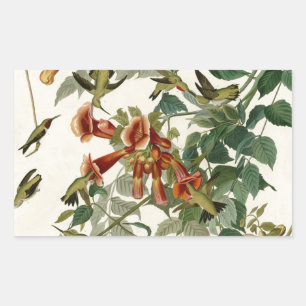 Hummingbird Ruby Throated Audubon Rechteckiger Aufkleber