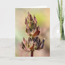 Hummingbird Sage Karte
