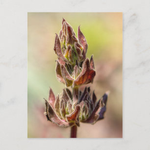 Hummingbird Sage Postkarte