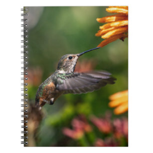 Hummingbird schweben mit Blume - Wildlife Foto Notizblock