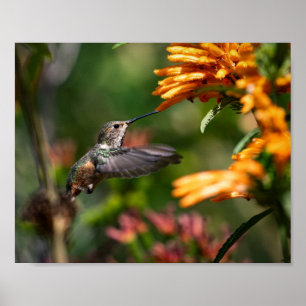 Hummingbird schweben mit Blume - Wildlife Foto Poster