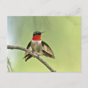 Hummingbird siedelt sich an einer Zweigstelle an Postkarte