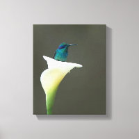 Hummingbird sitzt in einer Calla Lilly