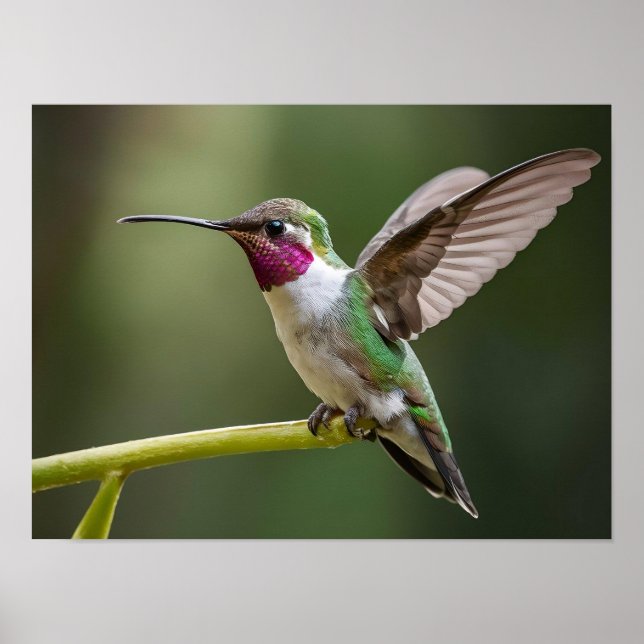Hummingbird Spirit Animal verzaubert Poster (Vorne)