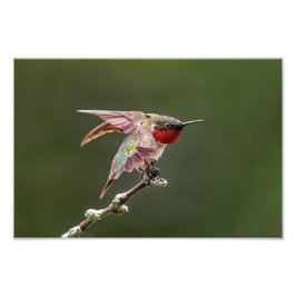 Hummingbird Stretches Foto Print