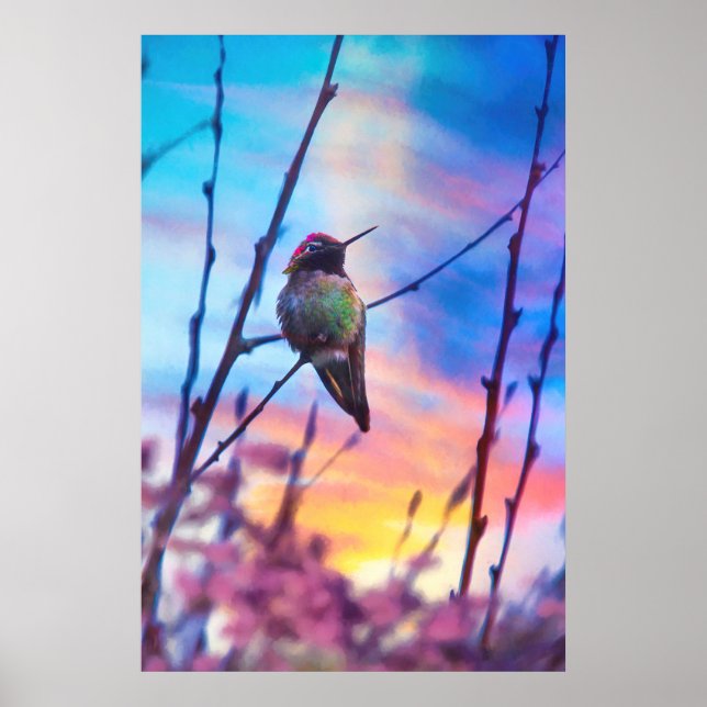 HUMMINGBIRD SUNRISE GLORY POSTER (Vorne)