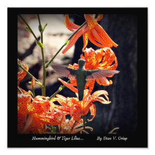 Hummingbird & Tiger Lilies Mendrisiotto Fotodruck