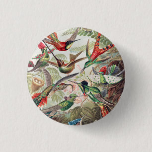 Hummingbird, Trochilidae Kolibris by Ernst Haeckel Button