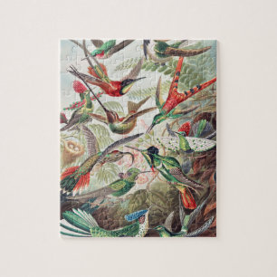 Hummingbird, Trochilidae Kolibris von Ernst Haecke