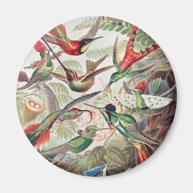 Hummingbird, Trochilidae Kolibris von Ernst Haecke Magnet (Vorne)