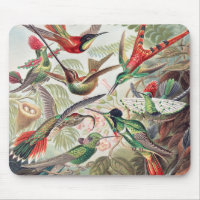 Hummingbird, Trochilidae Kolibris von Ernst Haecke