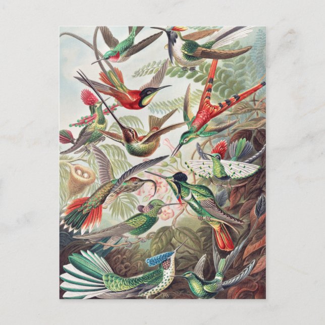 Hummingbird, Trochilidae Kolibris von Ernst Haecke Postkarte (Vorderseite)