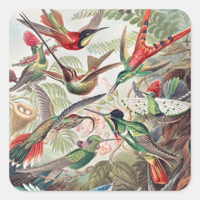 Hummingbird, Trochilidae Kolibris von Ernst Haecke Quadratischer Aufkleber (Vorderseite)