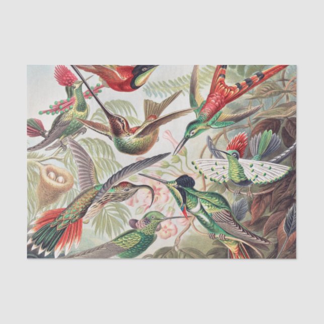 Hummingbird, Trochilidae Kolibris von Ernst Haecke Seidenpapier (Vorderseite)