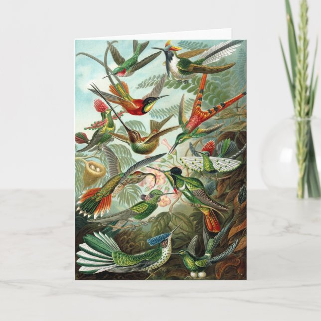 Hummingbird (Trochilidae) von der Haeckel Card Karte (Vorderseite)