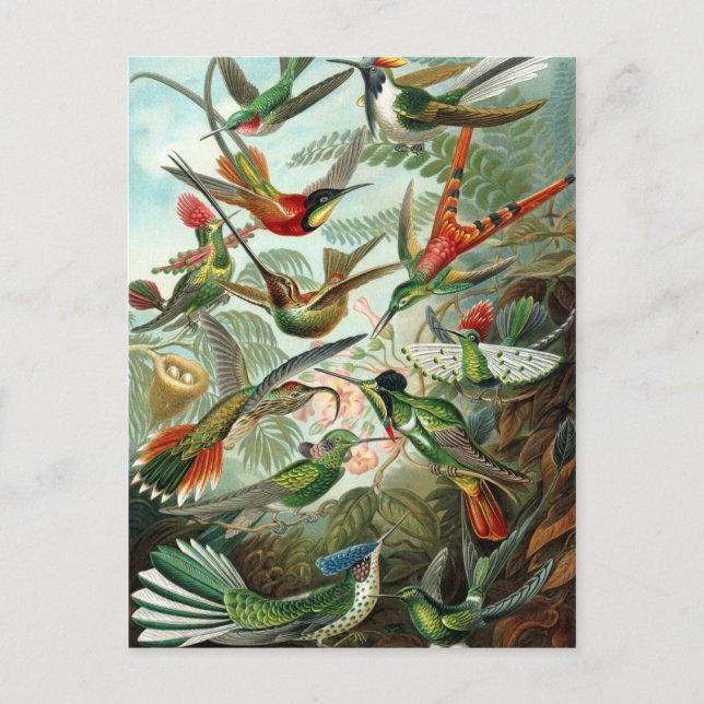Hummingbird (Trochilidae) von Haeckel Postcard Postkarte (Vorderseite)