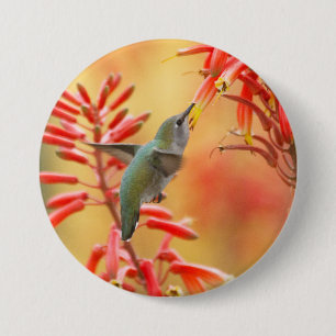 Hummingbird umgeben von rotem Yucca Button