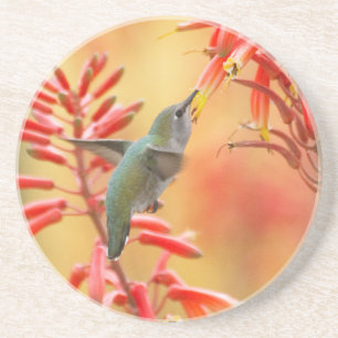 Hummingbird umgeben von rotem Yucca Getränkeuntersetzer