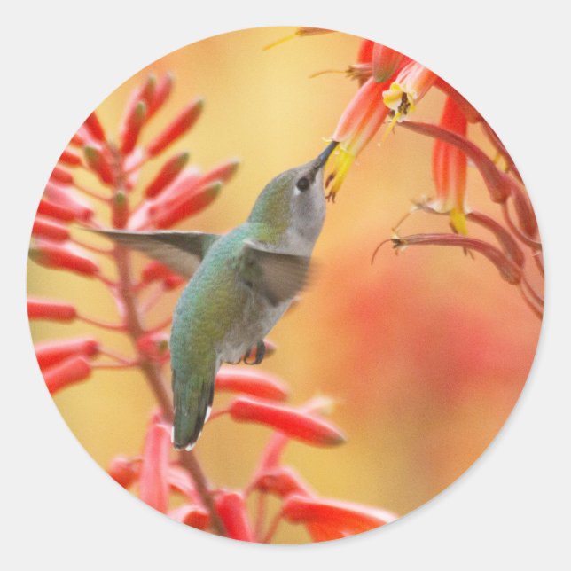 Hummingbird umgeben von rotem Yucca Runder Aufkleber (Vorderseite)