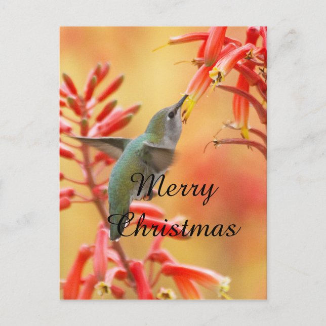 Hummingbird umgeben von Yucca, Frohe Weihnachten (Vorderseite)