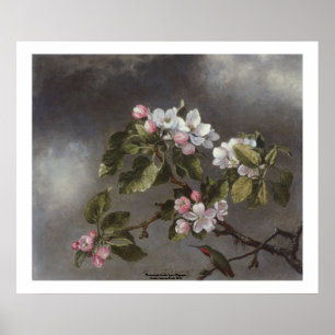 Hummingbird und Apple Blossoms Martin J. Heade Poster
