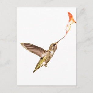 Hummingbird und die Blume Postkarte